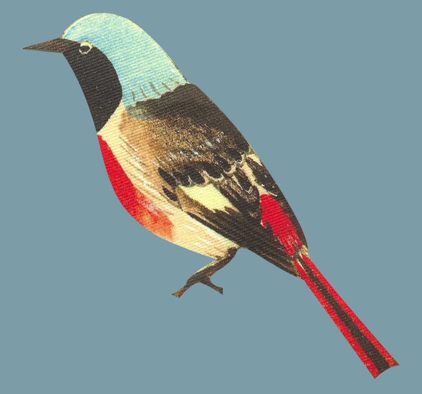 Bird